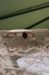 Harmonia axyridis