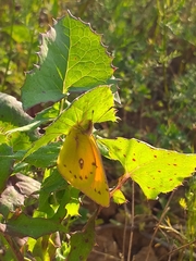 Colias lesbia