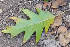 Quercus kelloggii