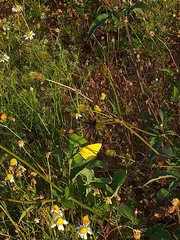 Colias lesbia