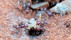 Tetramorium solidum