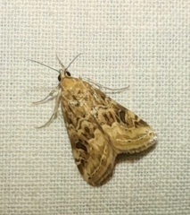 Hellula undalis