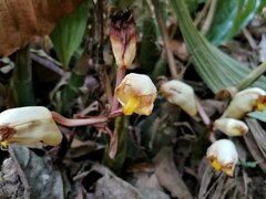 Acanthophippium sylhetense