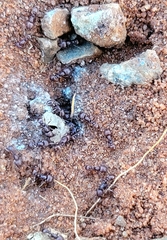 Tetramorium solidum