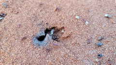 Tetramorium solidum