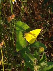 Colias lesbia