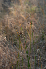 Schoenoplectus pungens