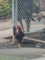 Gallus gallus domesticus