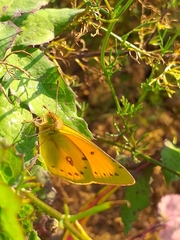 Colias lesbia