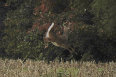 Odocoileus virginianus borealis