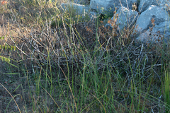 Schoenoplectus pungens