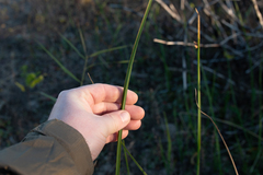 Schoenoplectus pungens