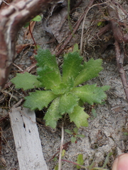 Micranthes ferruginea