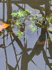 Callitriche palustris