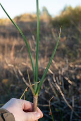 Schoenoplectus pungens