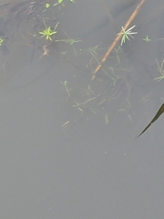 Callitriche palustris