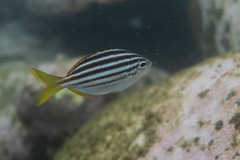 Atypichthys strigatus