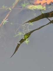 Callitriche palustris