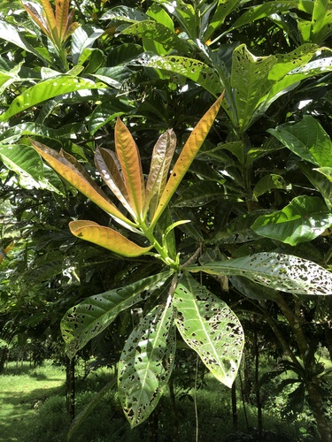 Barringtonia samoensis observed 2022-10-29