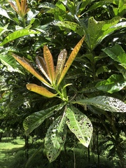 Barringtonia samoensis
