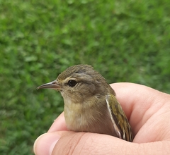 Leiothlypis peregrina