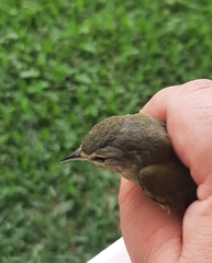 Leiothlypis peregrina