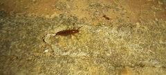 Talitroidea