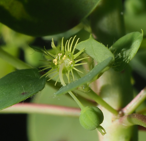 Euphorbia gradyi