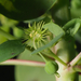 Euphorbia gradyi - Photo (c) Barry Sullender, osa oikeuksista pidätetään (CC BY-NC), uploaded by Barry Sullender