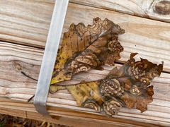 Cristulariella