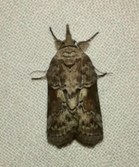 Nycteola asiatica