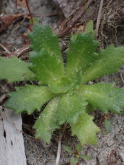 Micranthes ferruginea