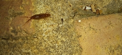 Talitroidea