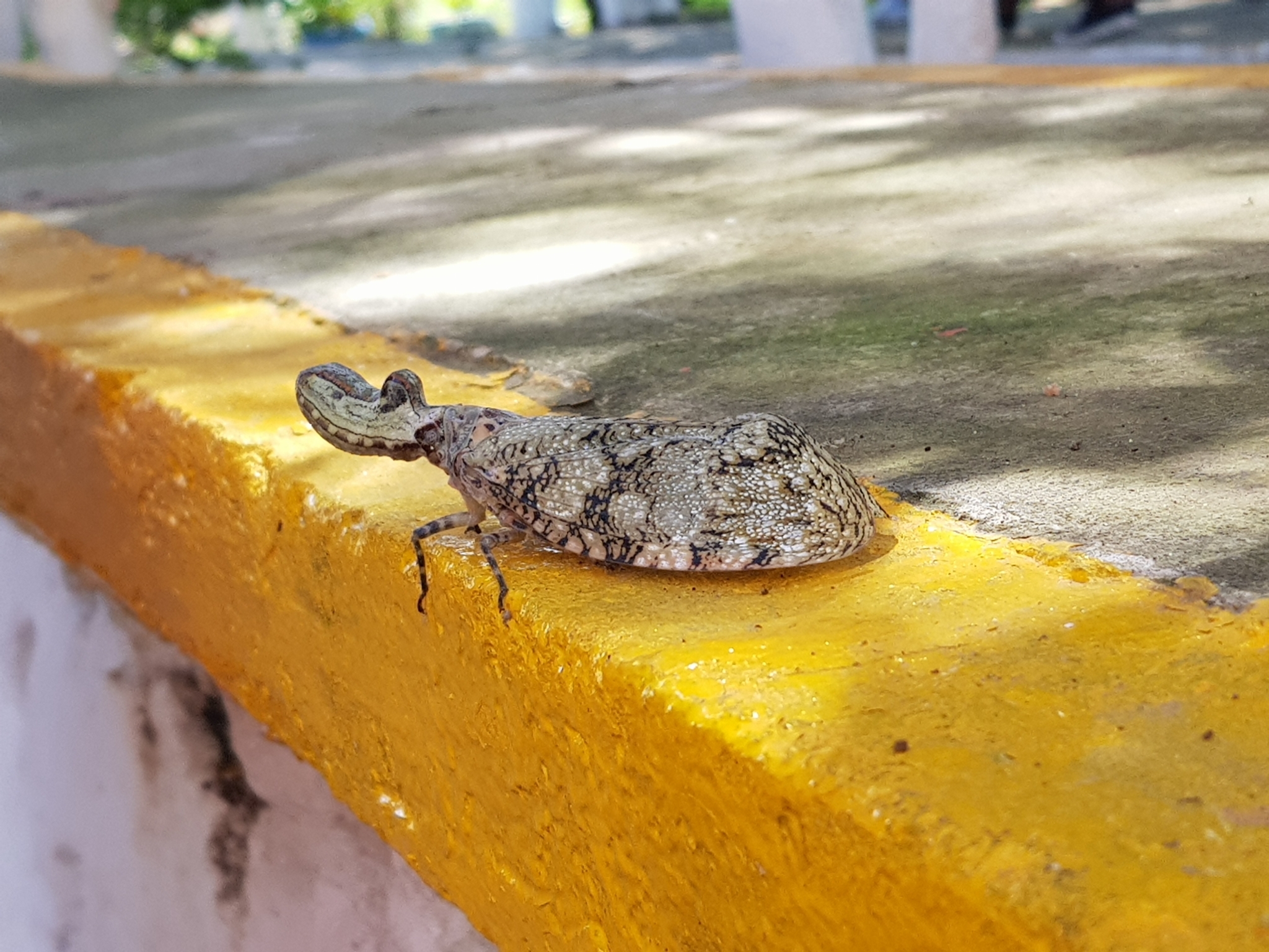 Fulgora laternaria (Linnaeus, 1758)