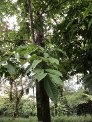 Terminalia richii