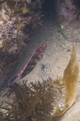 Eupetrichthys angustipes