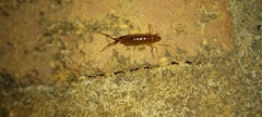 Talitroidea