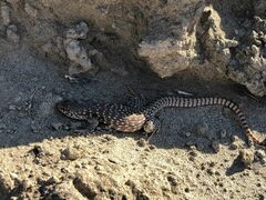 Dipsosaurus dorsalis