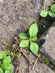 Arabidopsis thaliana