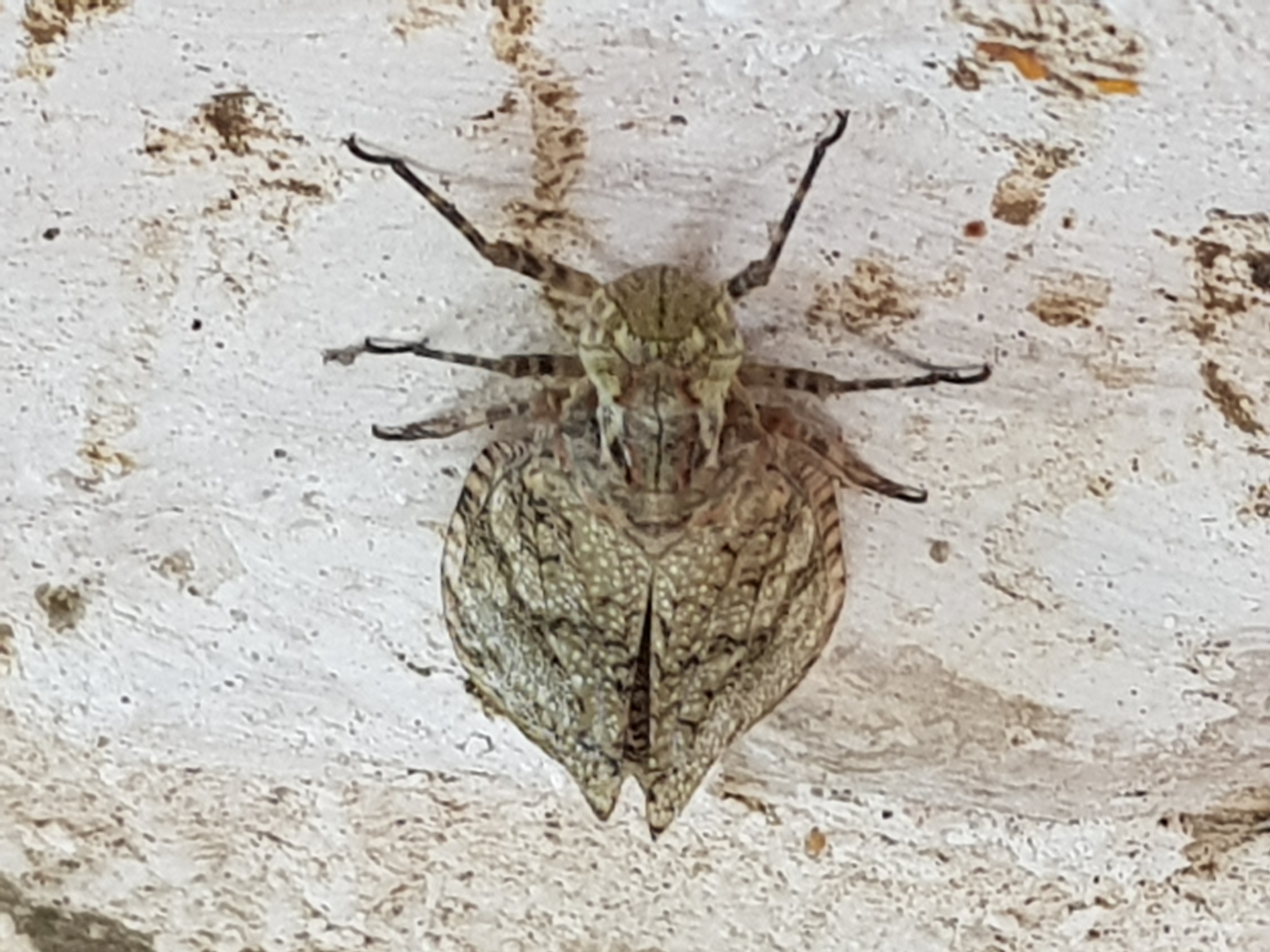 Fulgora laternaria (Linnaeus, 1758)