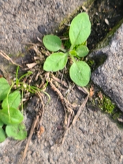 Arabidopsis thaliana