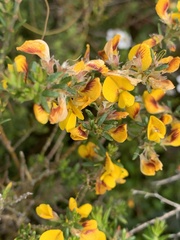 Aotus ericoides