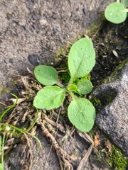 Arabidopsis thaliana