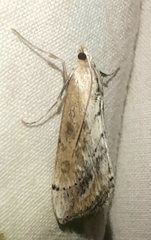 Evergestis isatidalis