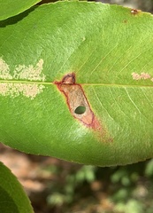 Coptodisca splendoriferella