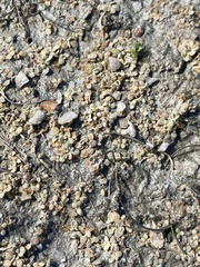 Atriplex buchananii
