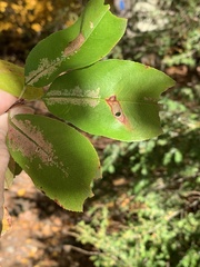 Coptodisca splendoriferella