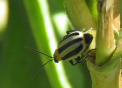 Acalymma trivittatum