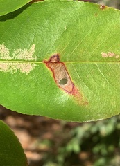 Coptodisca splendoriferella