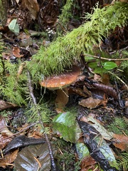 Boletus fibrillosus
